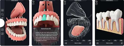 Dental Anatomy 500x188